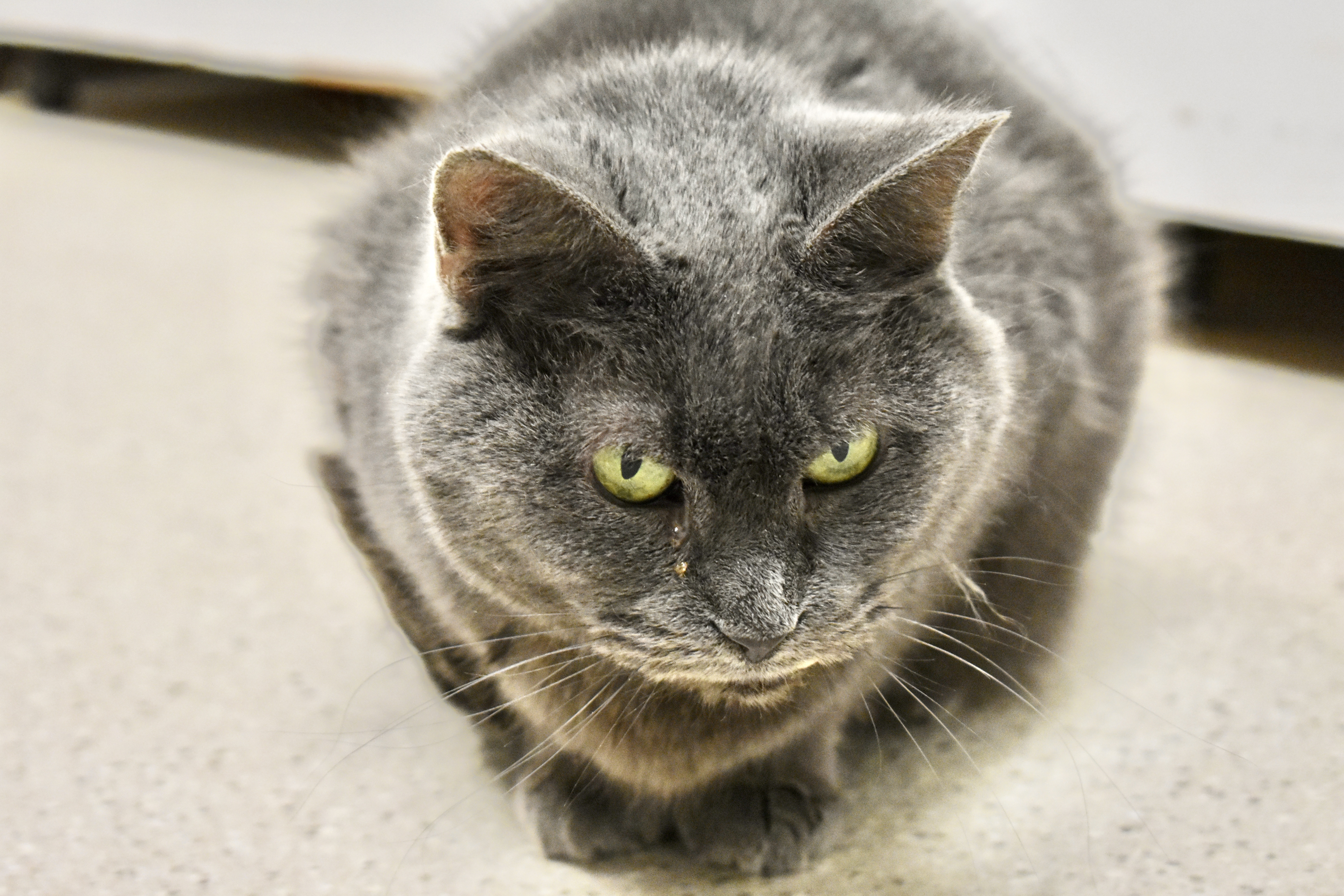 Enlarge Meriweather, a Adoptable Domestic Short Hair in Cincinnati, OH image 3/5
