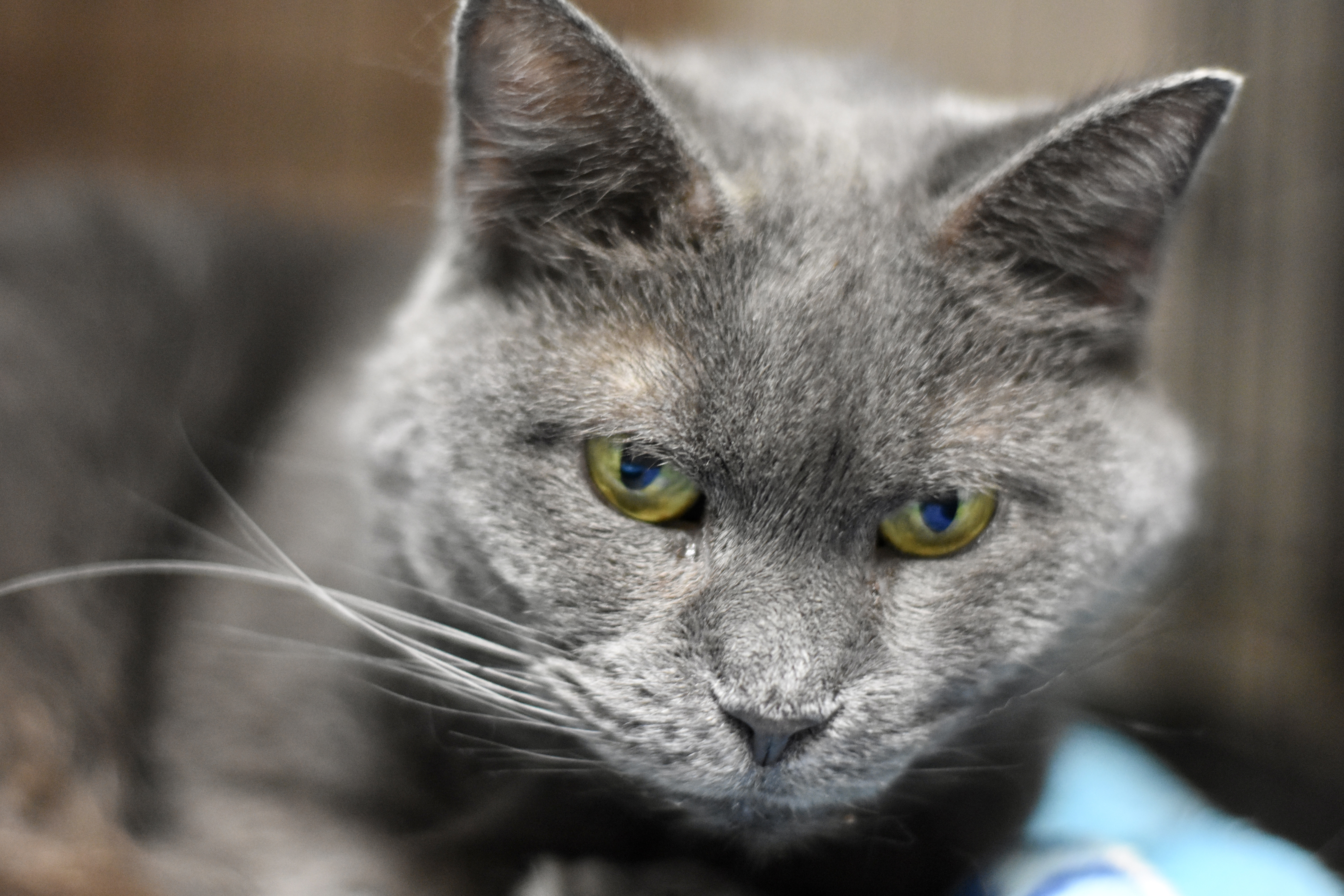 Enlarge Meriweather, a Adoptable Domestic Short Hair in Cincinnati, OH image 4/5