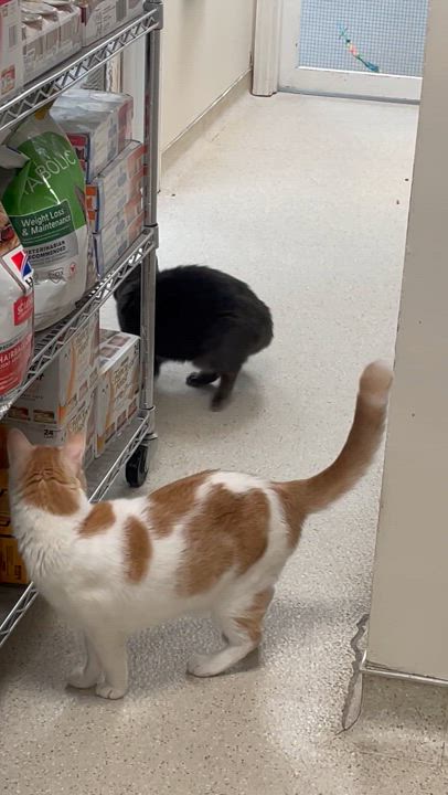 Enlarge Meriweather, a Adoptable Domestic Short Hair in Cincinnati, OH video 5/5