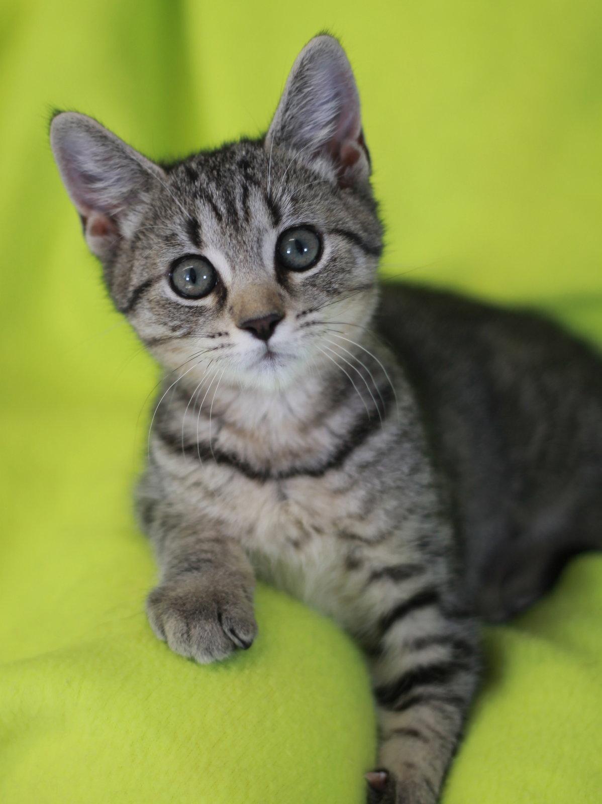 Bruna, a Adoptable mixed breed in Cookeville, TN image 1/3