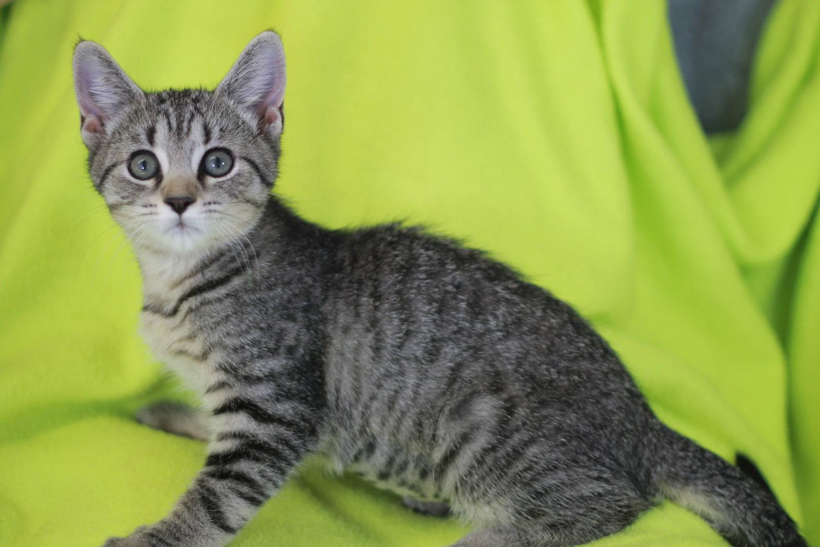 Bruna, a Adoptable mixed breed in Cookeville, TN image 2/3
