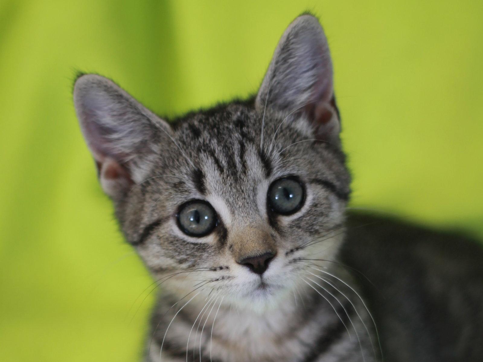 Bruna, a Adoptable mixed breed in Cookeville, TN image 3/3