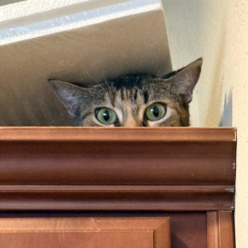 Roxie Roxanne — thumbnail 3