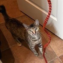 Roxie Roxanne — thumbnail 5