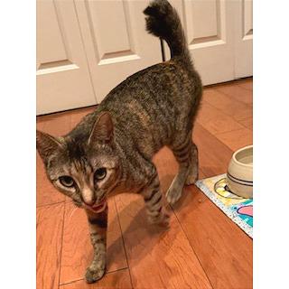 Roxie Roxanne — thumbnail 6