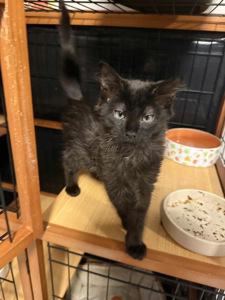 Felix, Adoptable, Kitten Male Domestic Medium Hair.