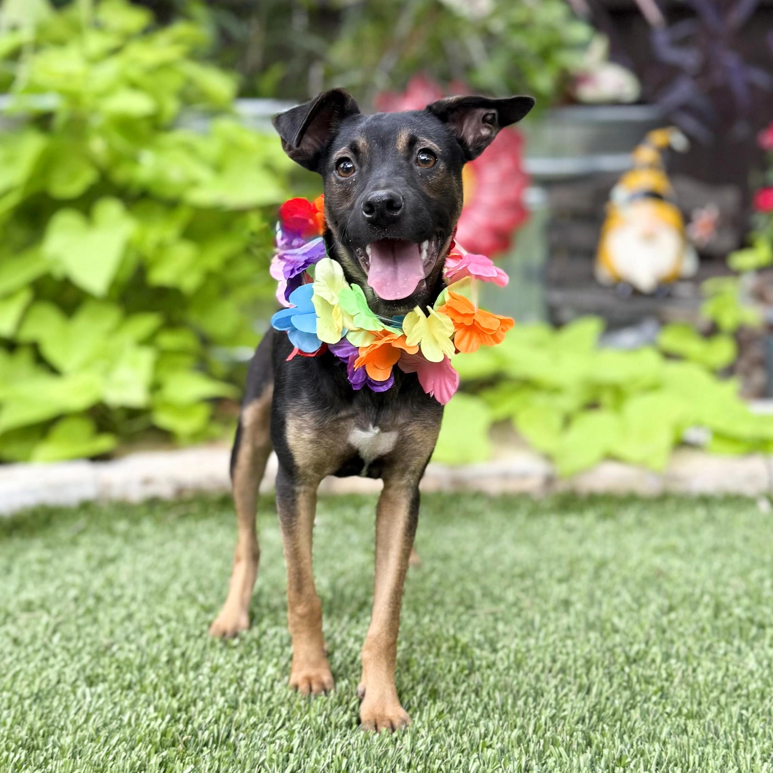 Wesley, an adopted mixed breed in Danbury, CT image 2/5