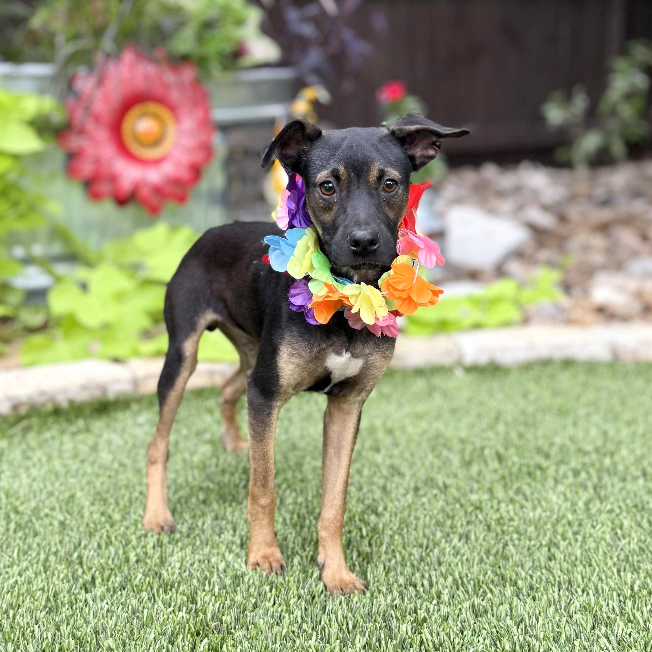 Wesley, an adopted mixed breed in Danbury, CT image 4/5