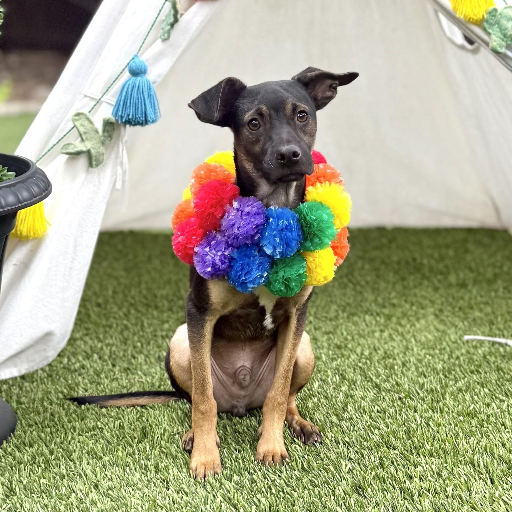 Wesley, an adopted mixed breed in Danbury, CT image 5/5