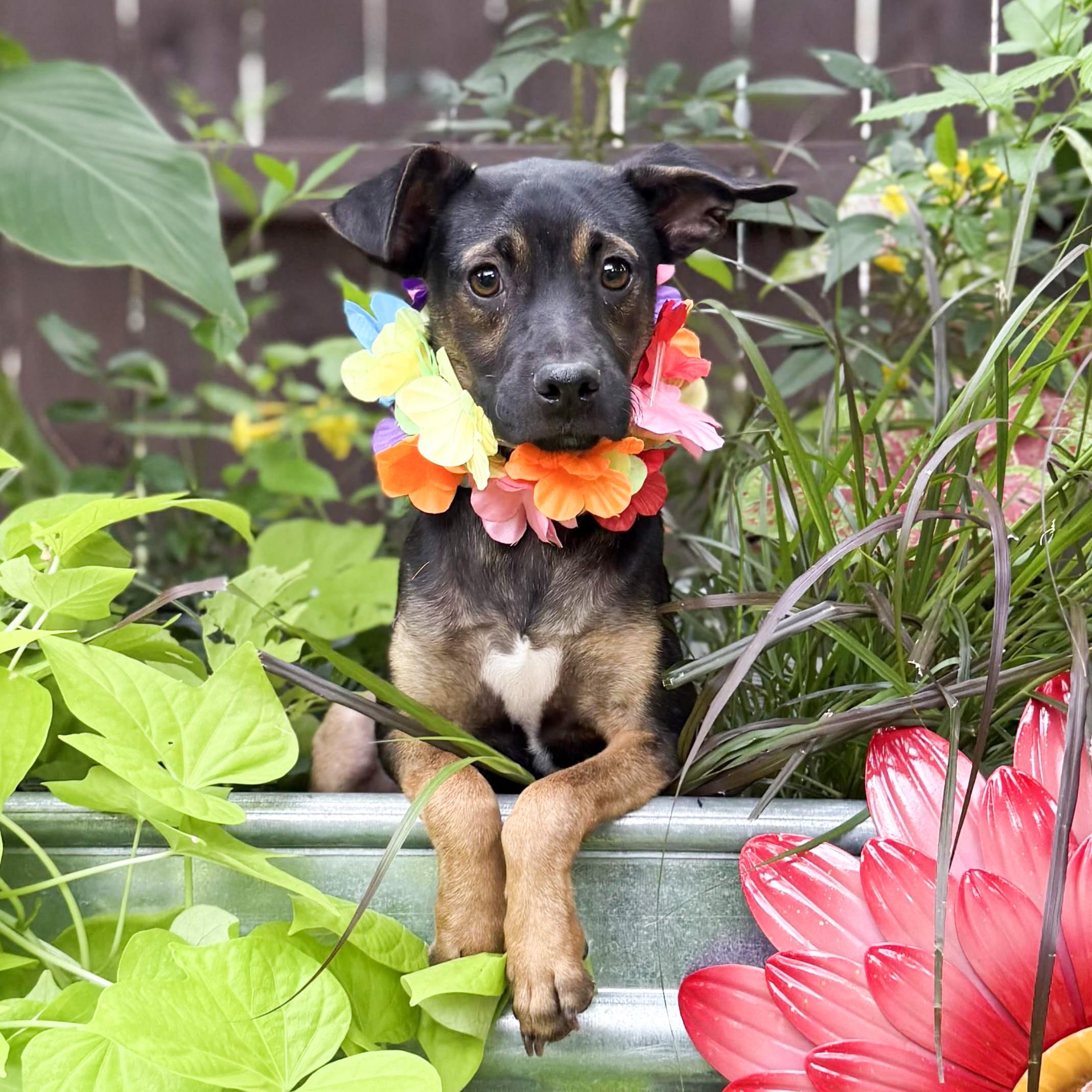Wesley, an adopted mixed breed in Danbury, CT image 1/5