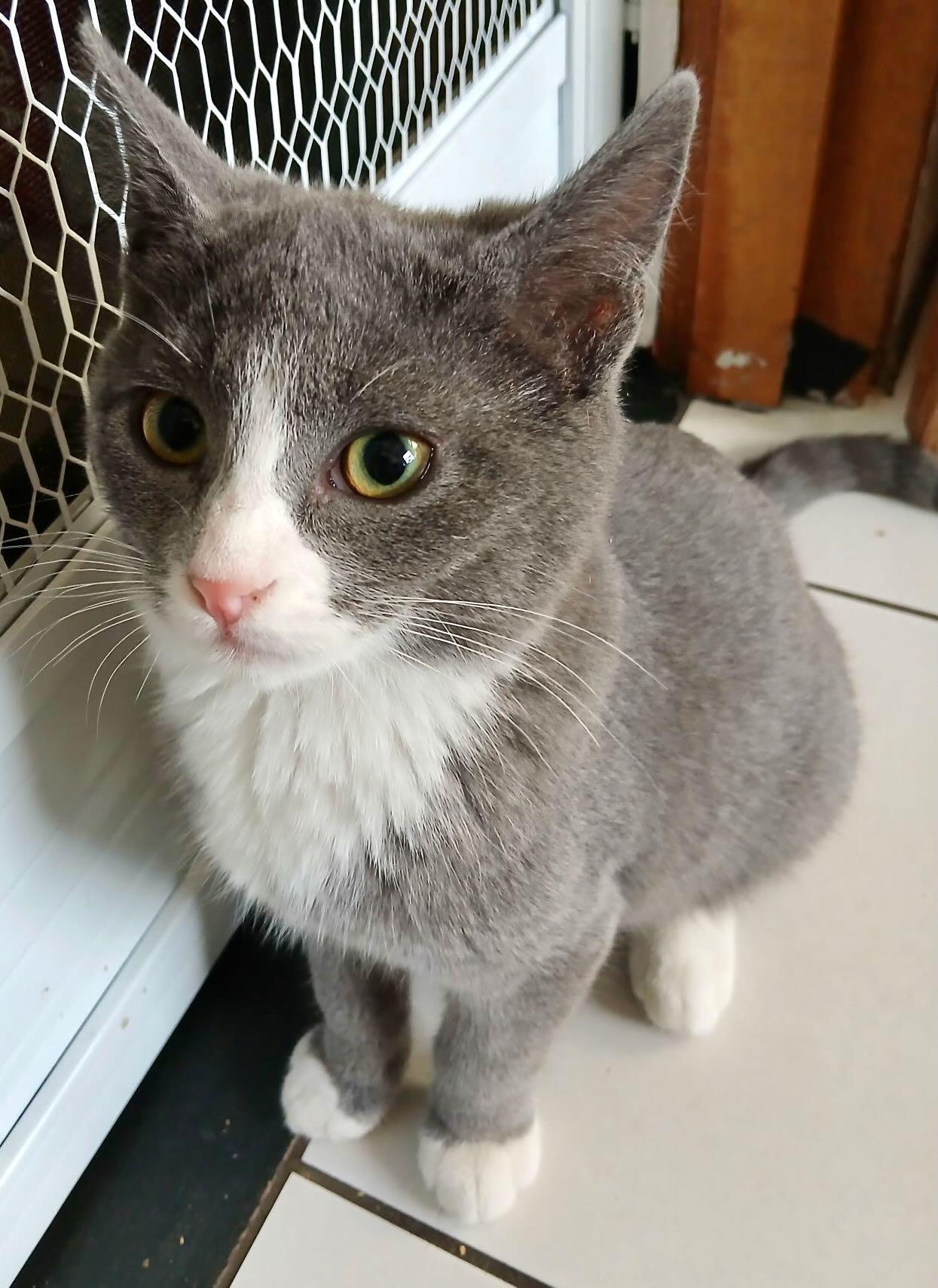 Harley & Quinn, an adopted mixed breed in Hood River, OR image 4/6
