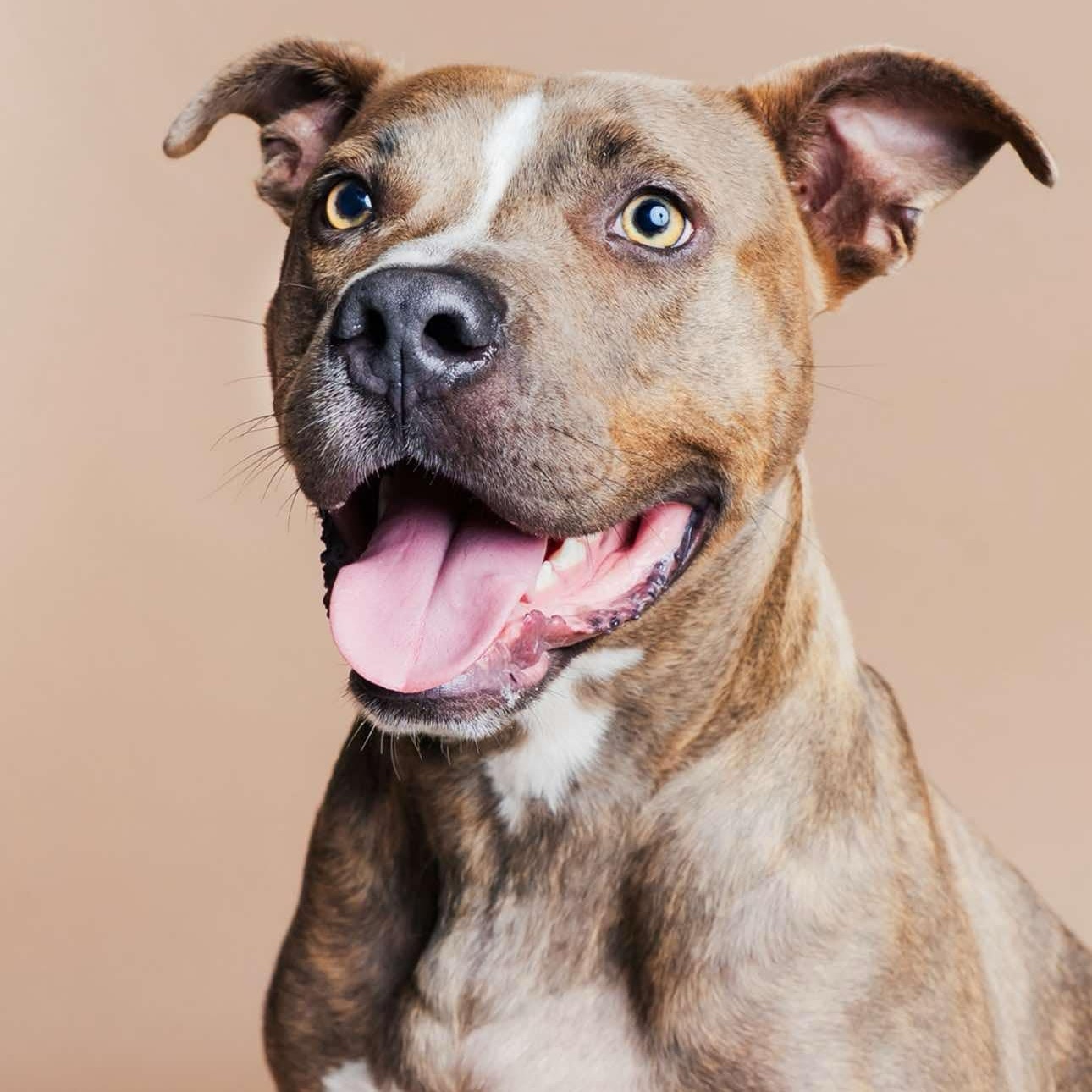 Laramie, an adopted mixed breed in North Vancouver, BC image 1/6