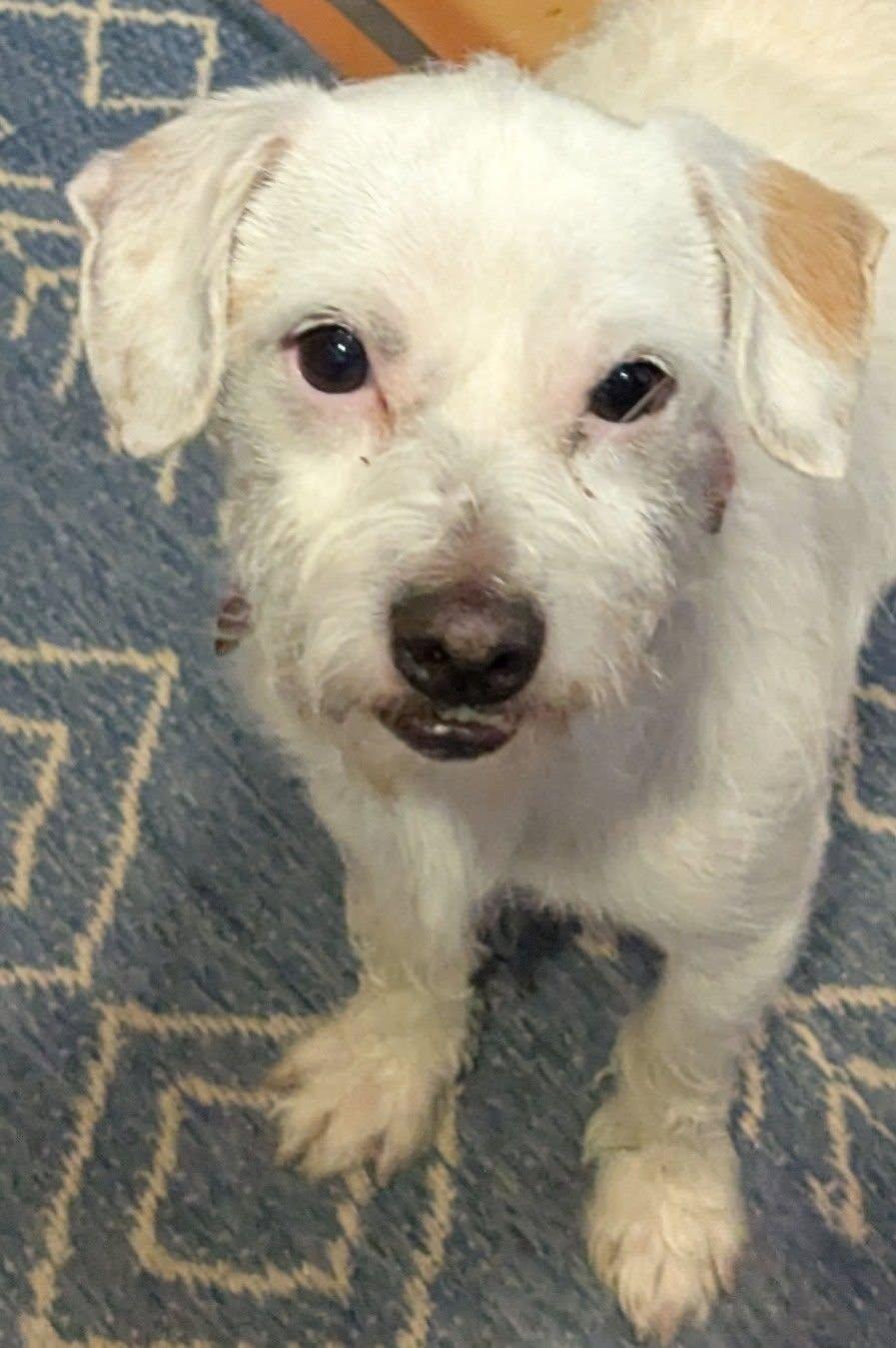 Sham, ADOPTABLE, Adult Male Jack Russell Terrier.