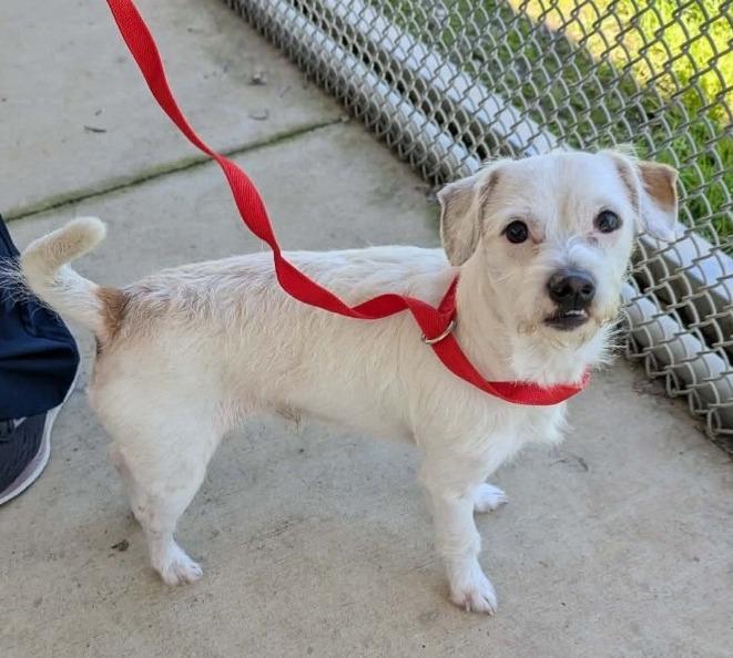 Sham, ADOPTABLE, Adult Male Jack Russell Terrier.
