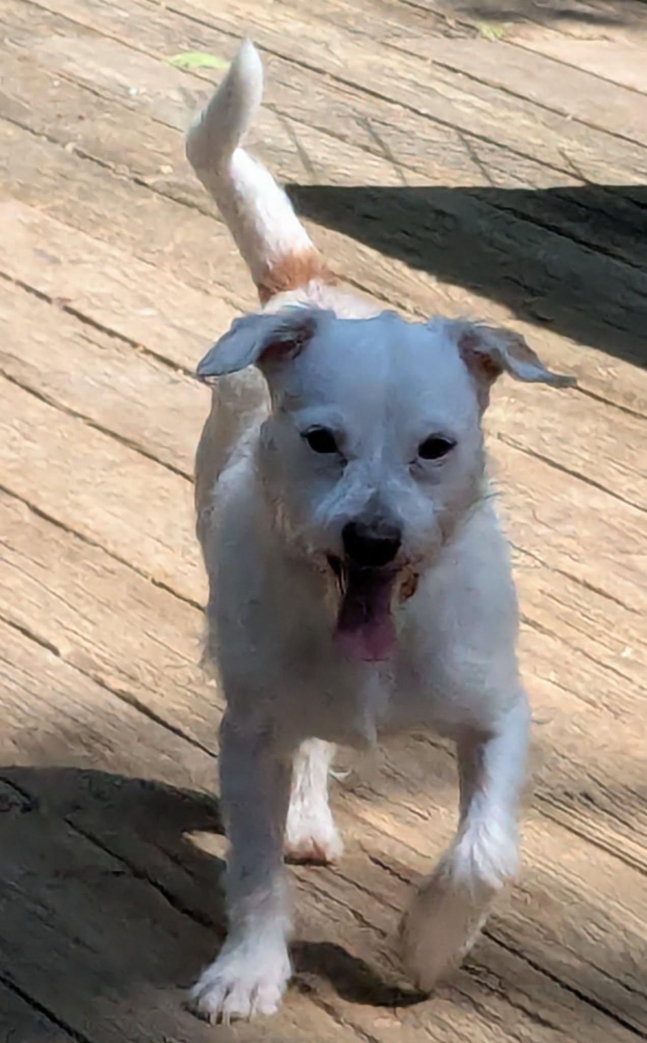 Enlarge Sham, a ADOPTABLE mixed breed in Yakima, WA image 3/5