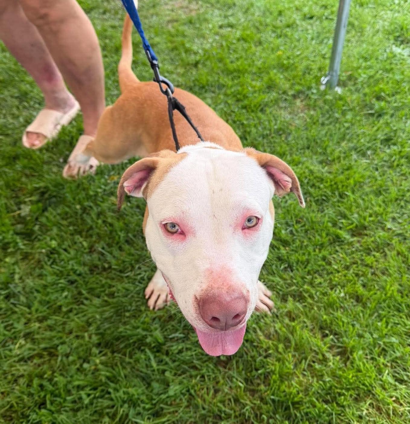 Enlarge Chungus, a Adoptable mixed breed in Rochester, NY image 1/6