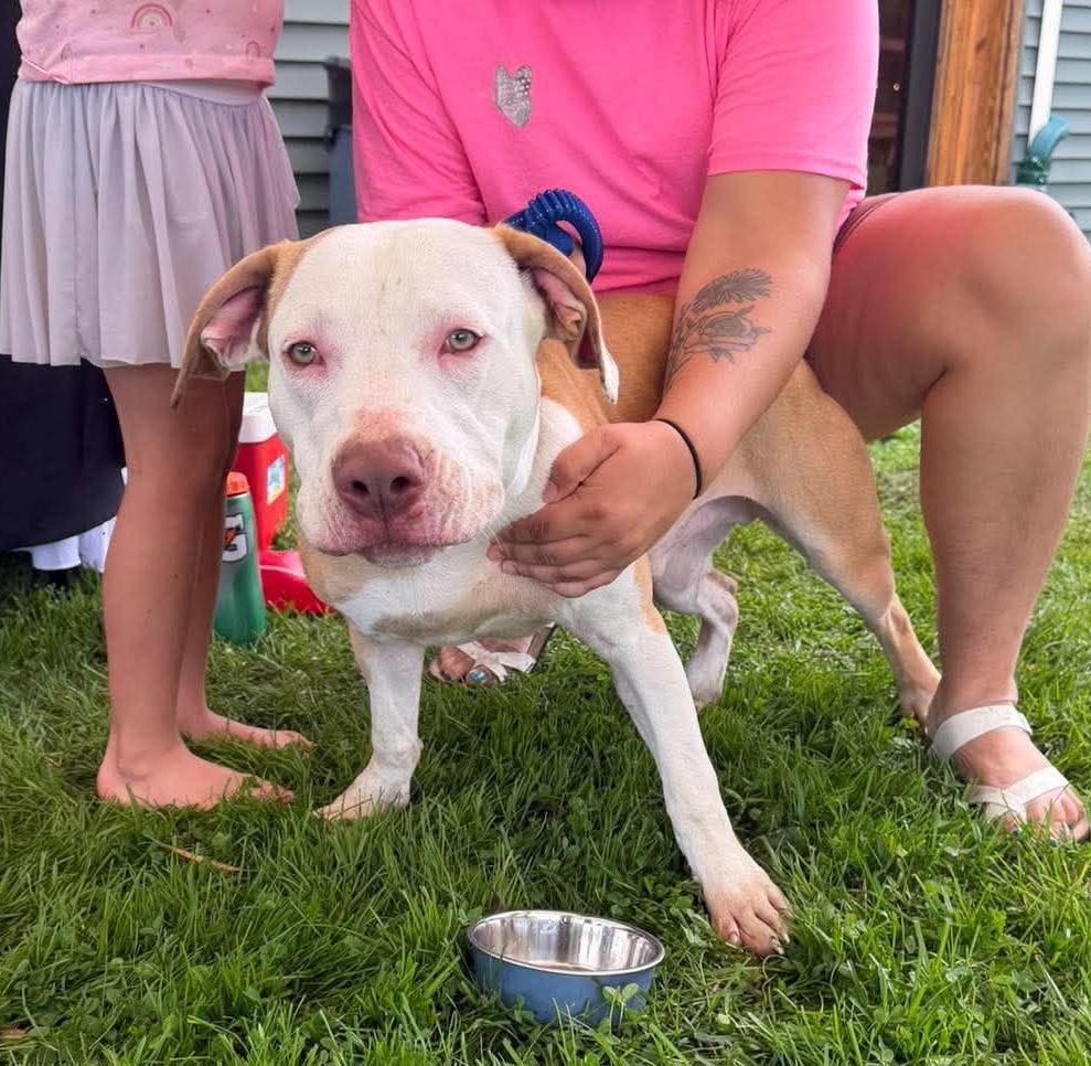 Enlarge Chungus, a Adoptable mixed breed in Rochester, NY image 2/6
