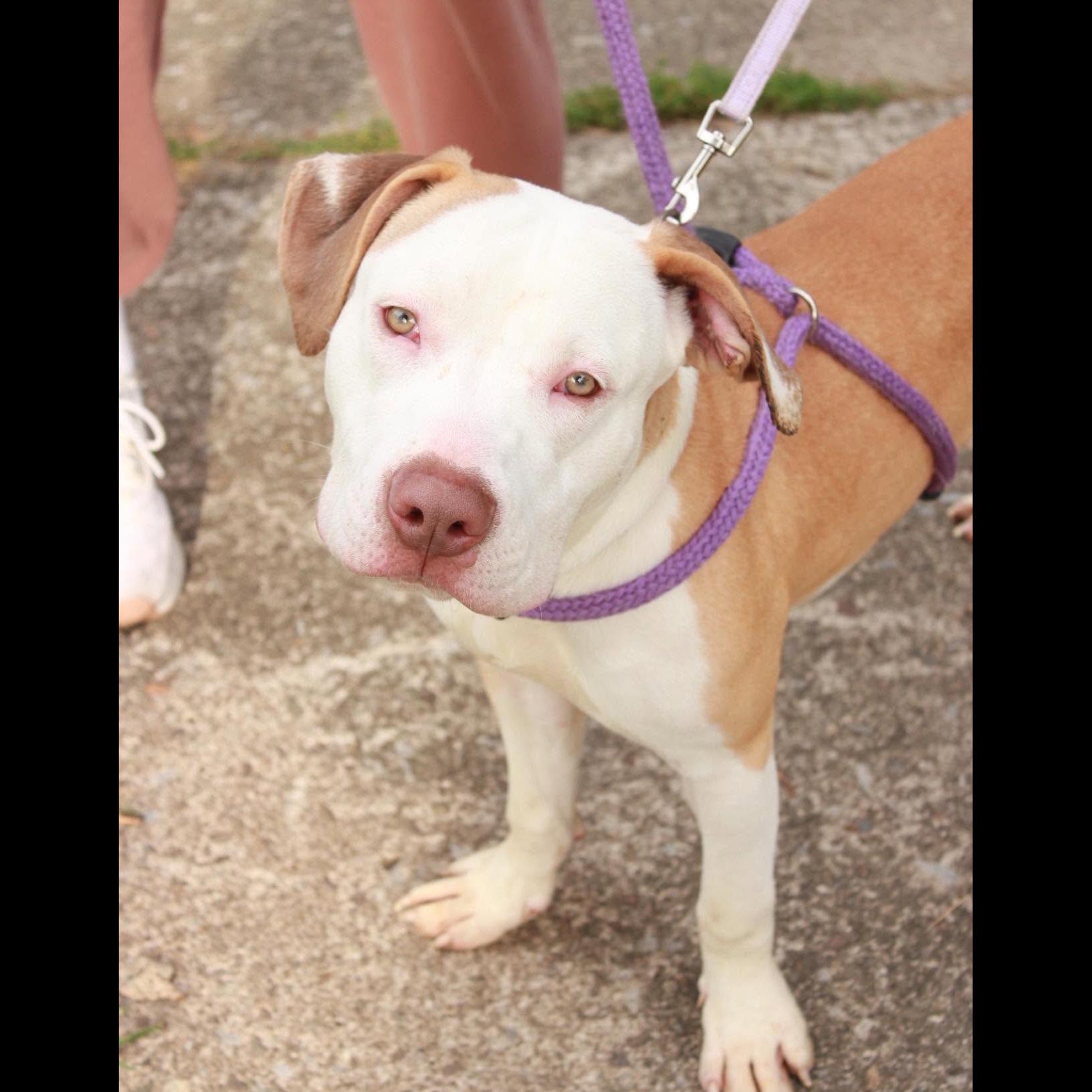Enlarge Chungus, a Adoptable mixed breed in Rochester, NY image 3/6