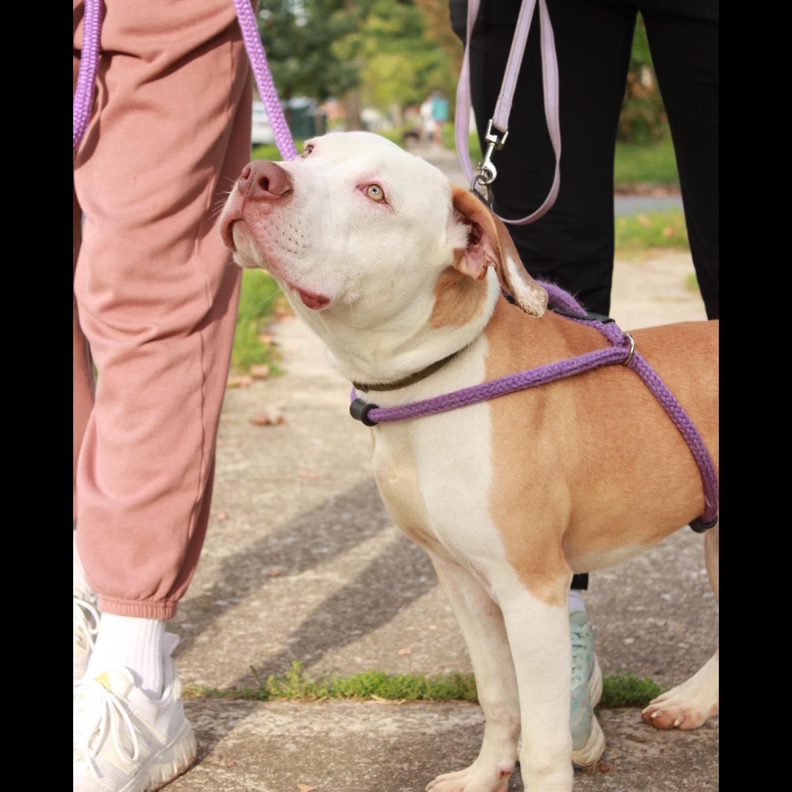 Enlarge Chungus, a Adoptable mixed breed in Rochester, NY image 4/6