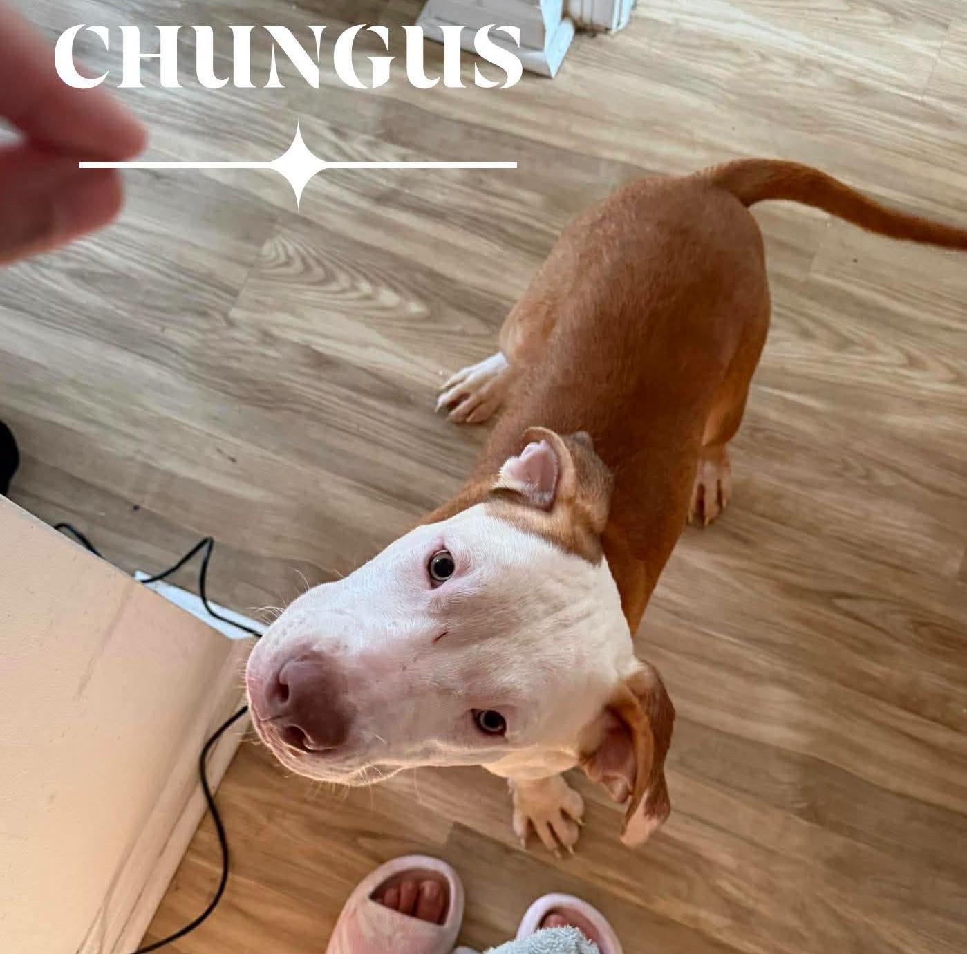 Chungus, Adoptable, Young Male Pit Bull Terrier.