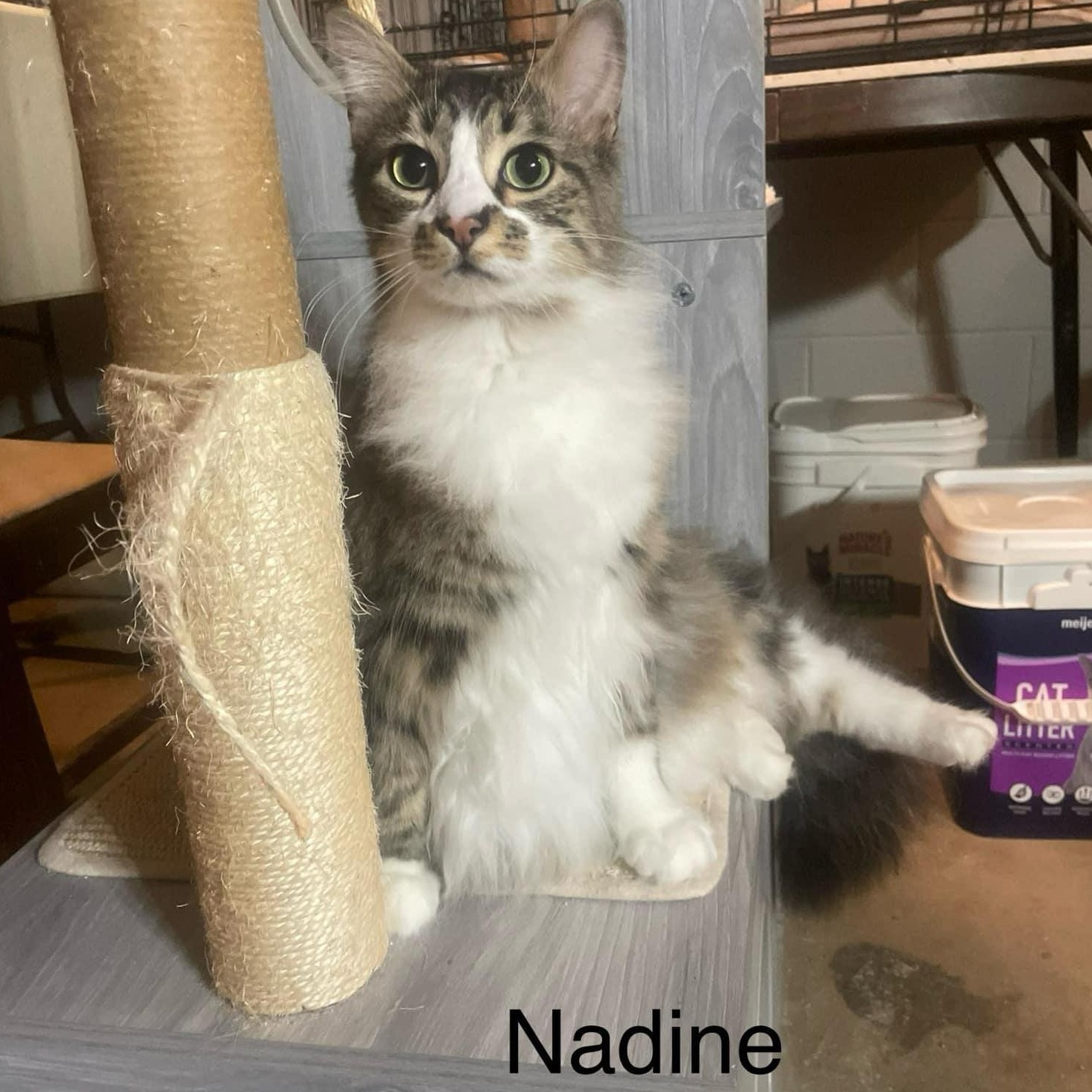 Nadine *** Beautiful *** 5
