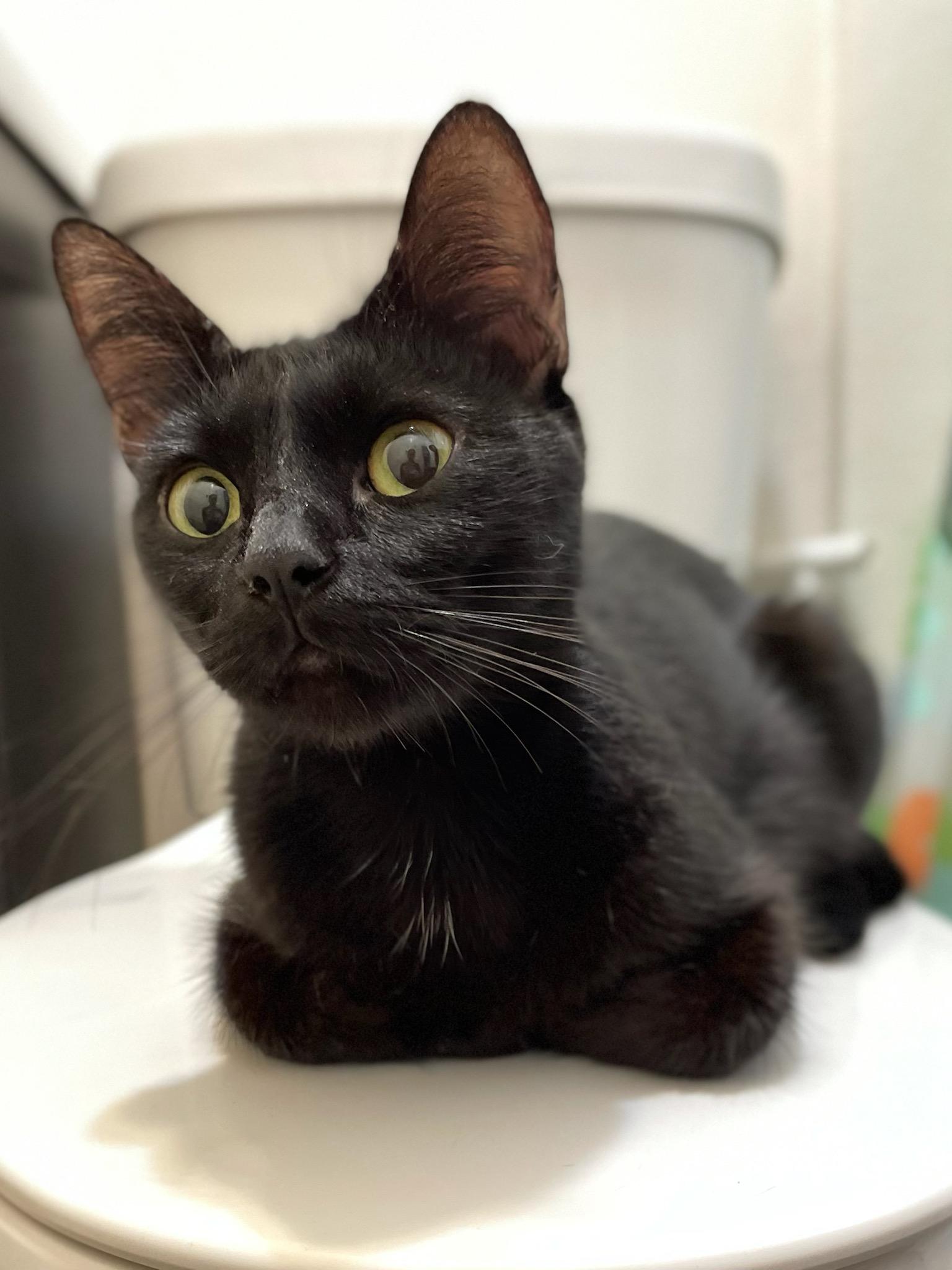 Enlarge Elvira, a Adopted Domestic Short Hair in Long Beach, CA image 2/3