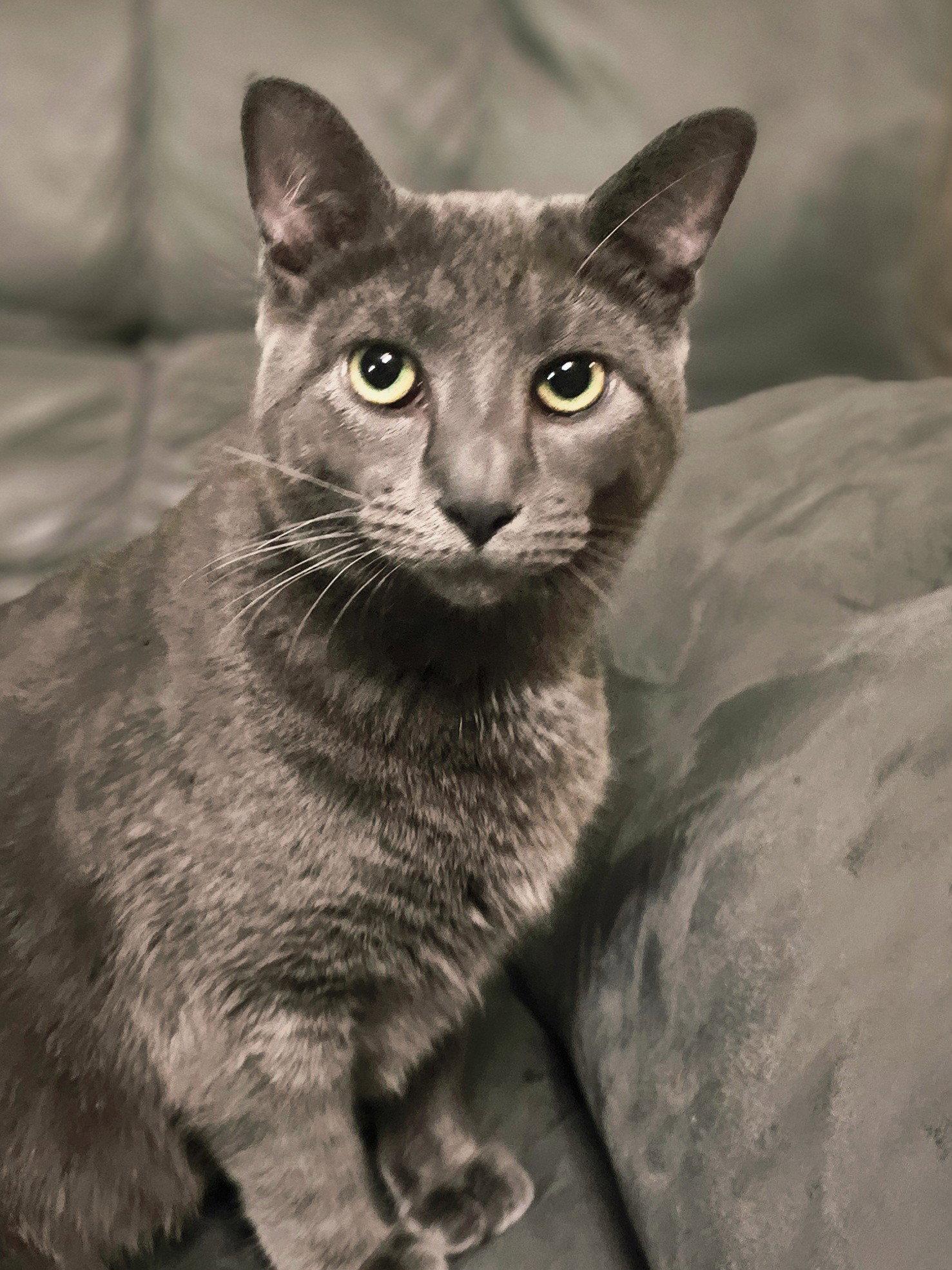 Storm, Adopted, Adult Female Domestic Short Hair.