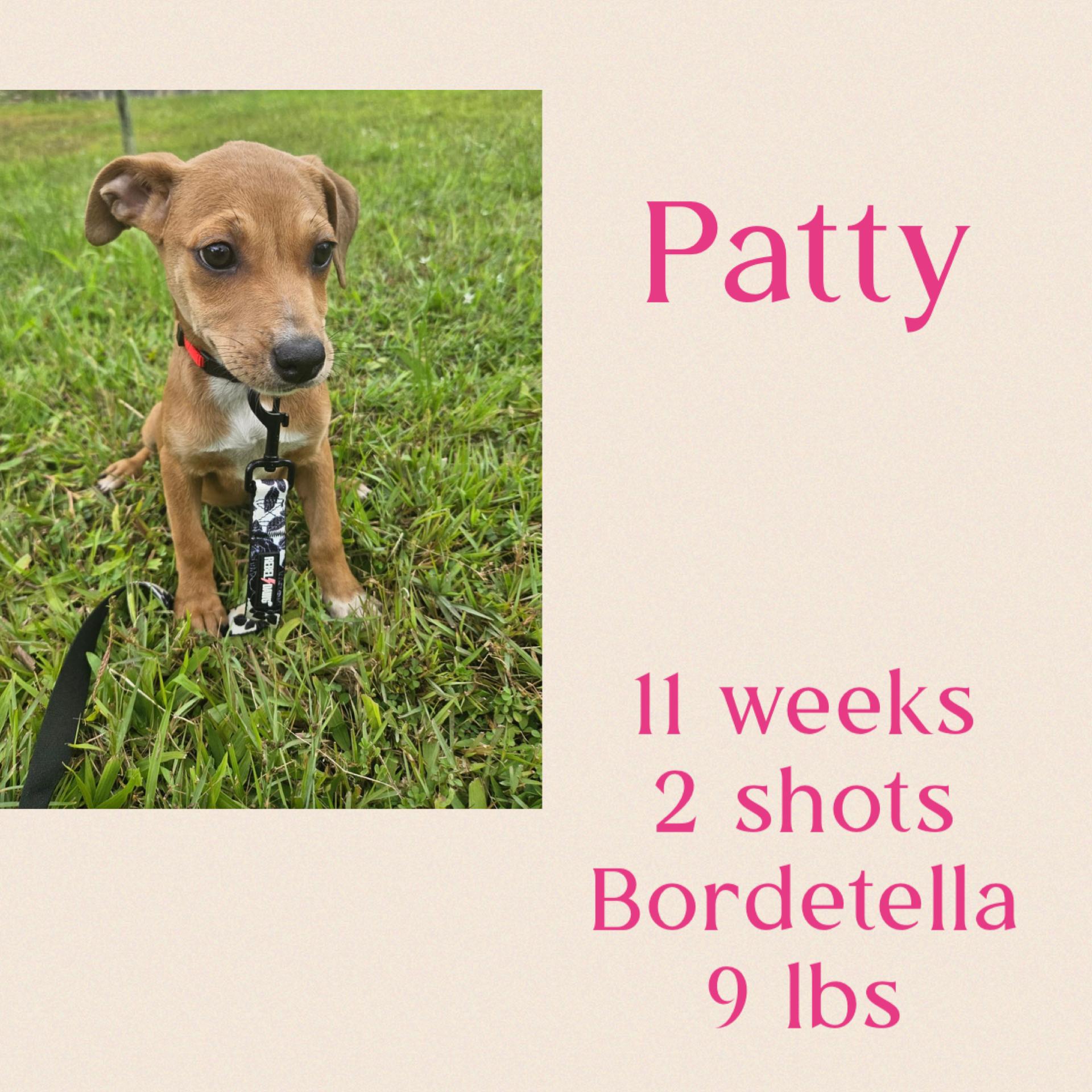 Patty, ADOPTABLE, Puppy Female Chihuahua.