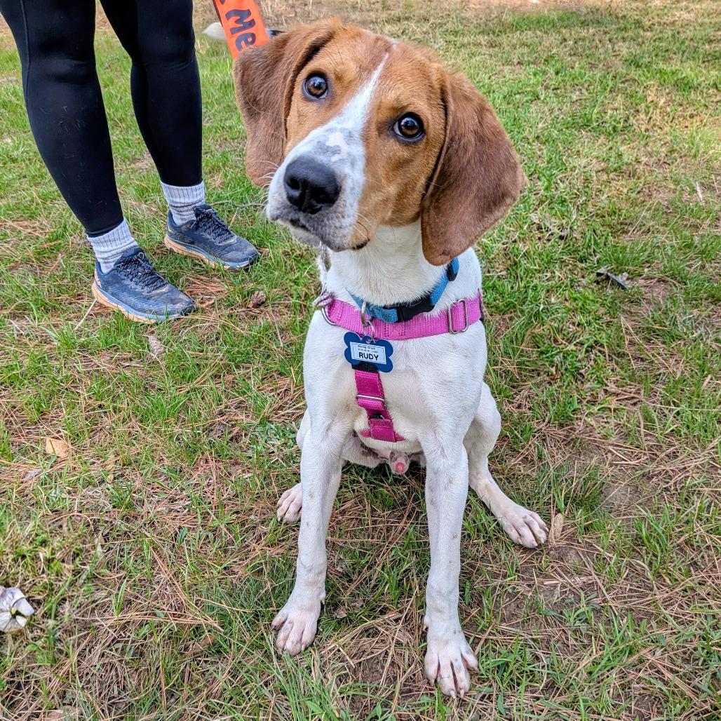 Rudy, Adoptable, Young Male Hound.