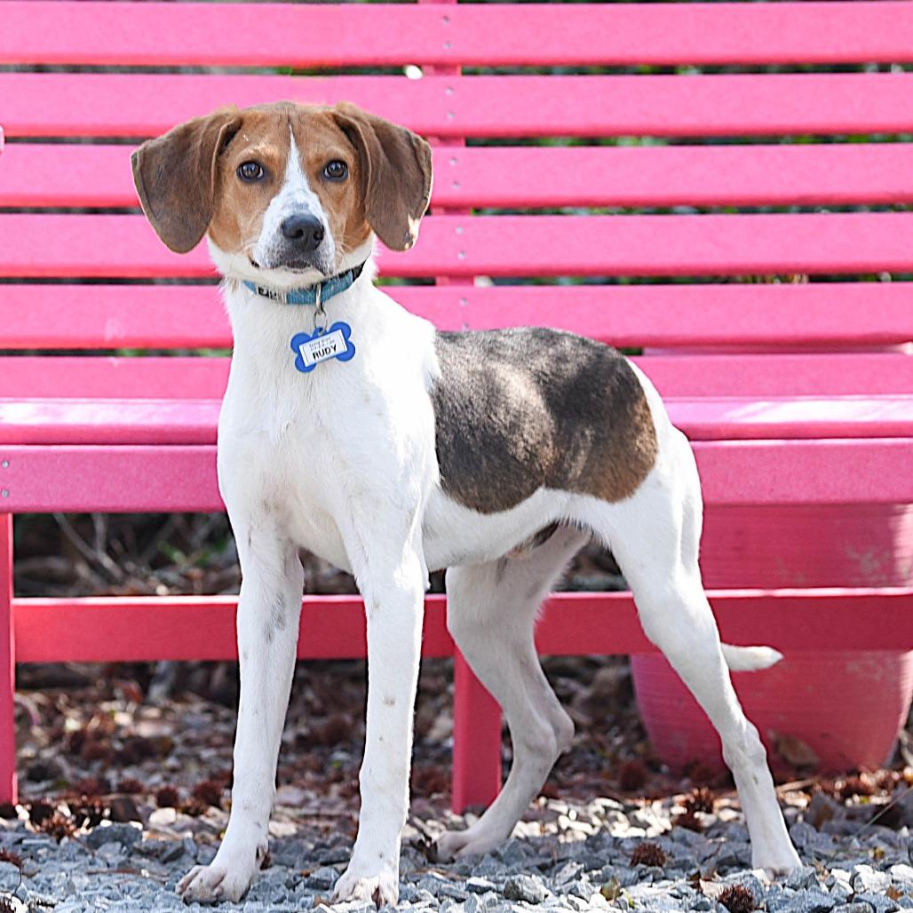 Enlarge Rudy, a Adoptable Hound in Wake Forest, NC image 2/6
