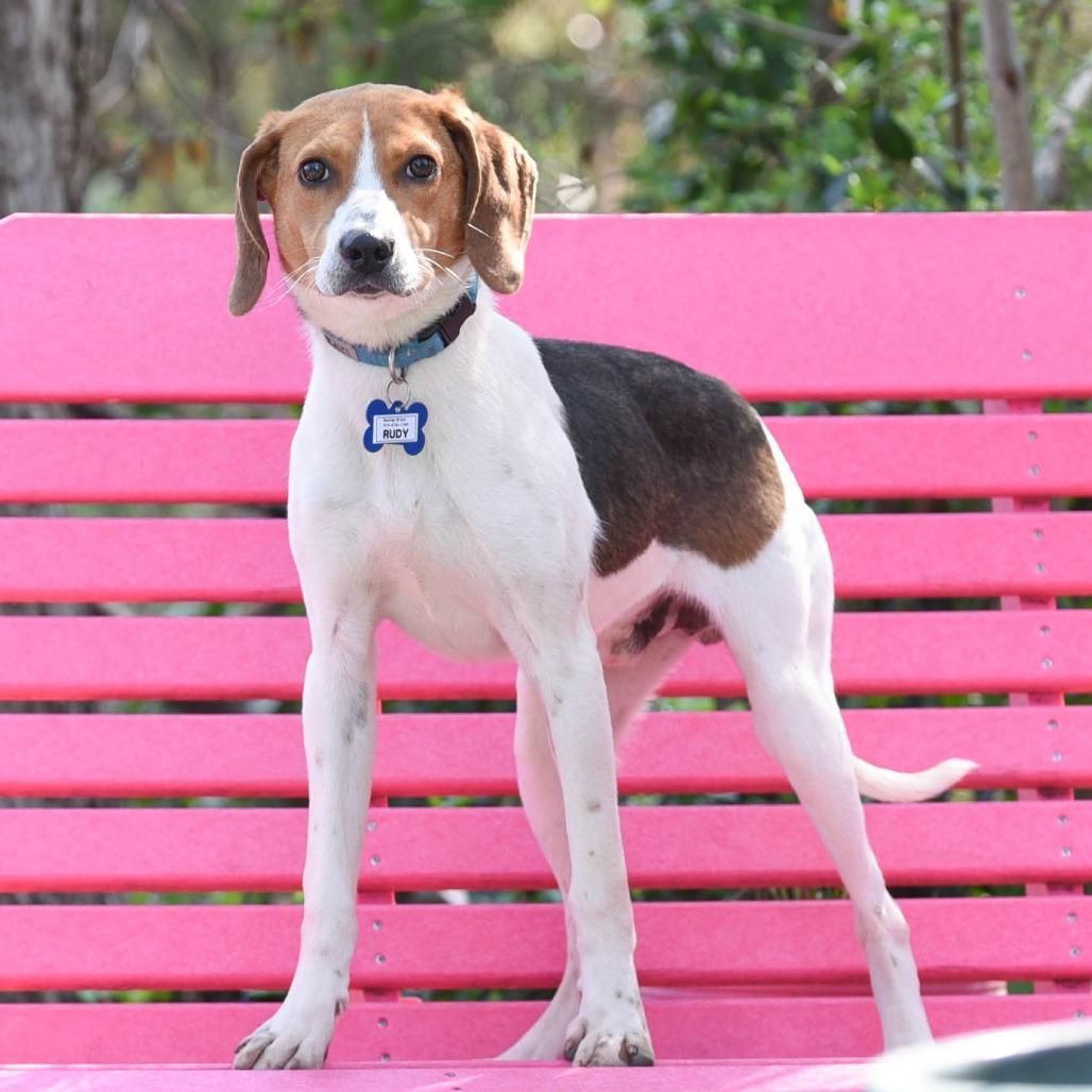 Enlarge Rudy, a Adoptable Hound in Wake Forest, NC image 3/6