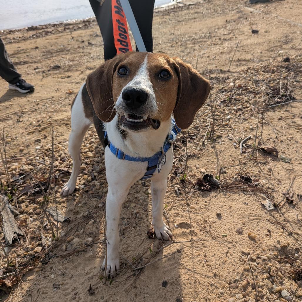 Enlarge Rudy, a Adoptable Hound in Wake Forest, NC image 4/6