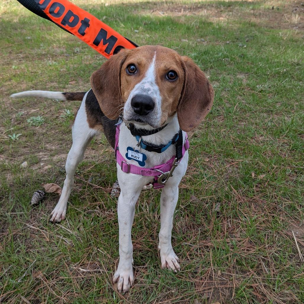 Enlarge Rudy, a Adoptable Hound in Wake Forest, NC image 5/6