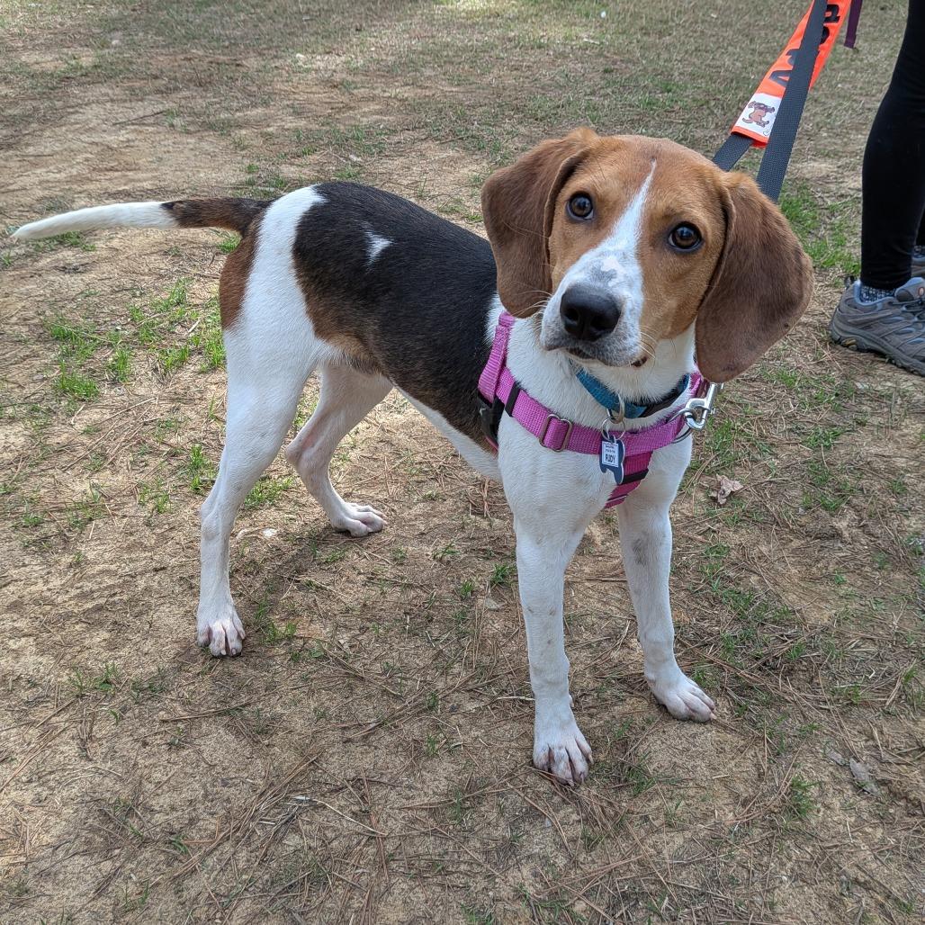Enlarge Rudy, a Adoptable Hound in Wake Forest, NC image 6/6