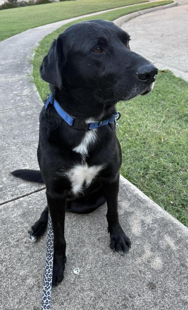 Atlas, Adoptable, Adult Male Labrador Retriever & Pit Bull Terrier.