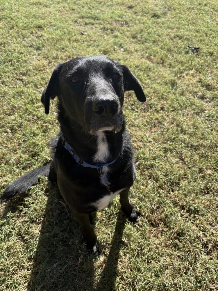 Atlas, a Adoptable mixed breed in Frisco, TX image 2/4