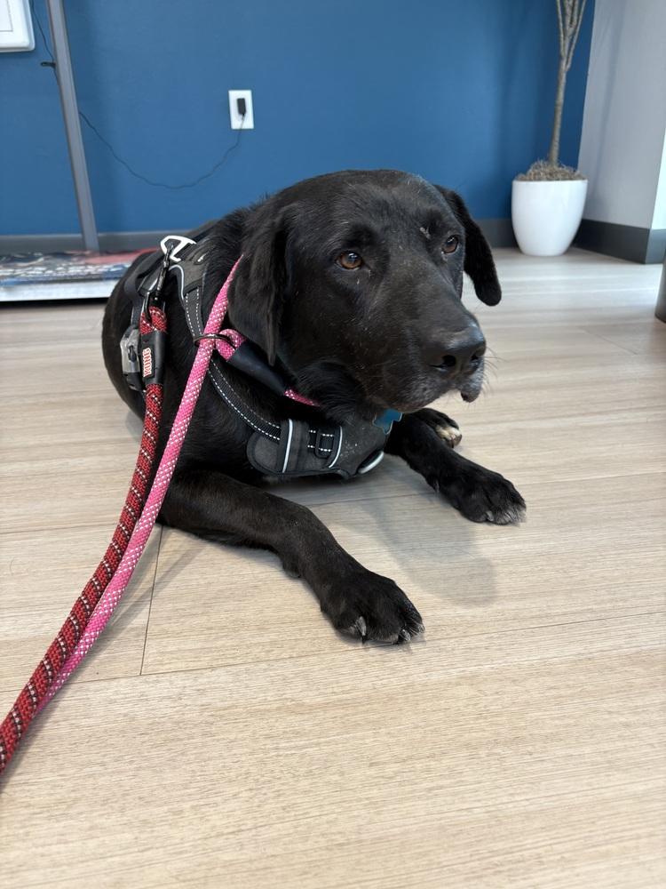 Atlas, a Adoptable mixed breed in Frisco, TX image 3/4