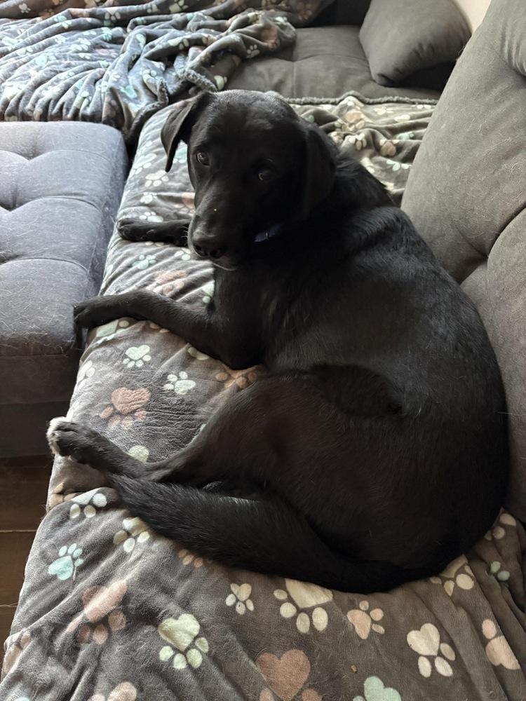 Atlas, a Adoptable mixed breed in Frisco, TX image 4/4