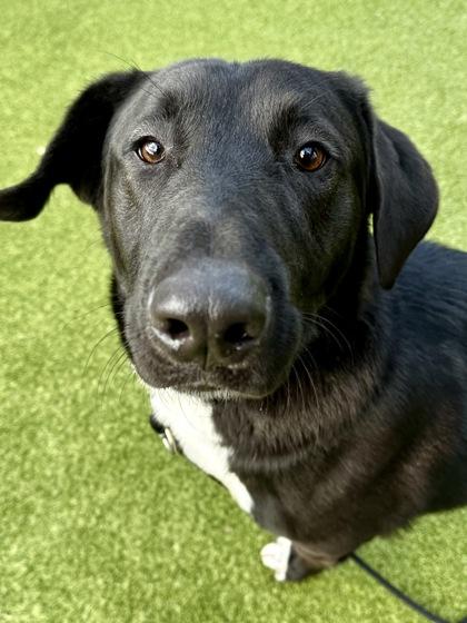 Enlarge Lester, a Adoptable mixed breed in Wichita, KS image 1/3