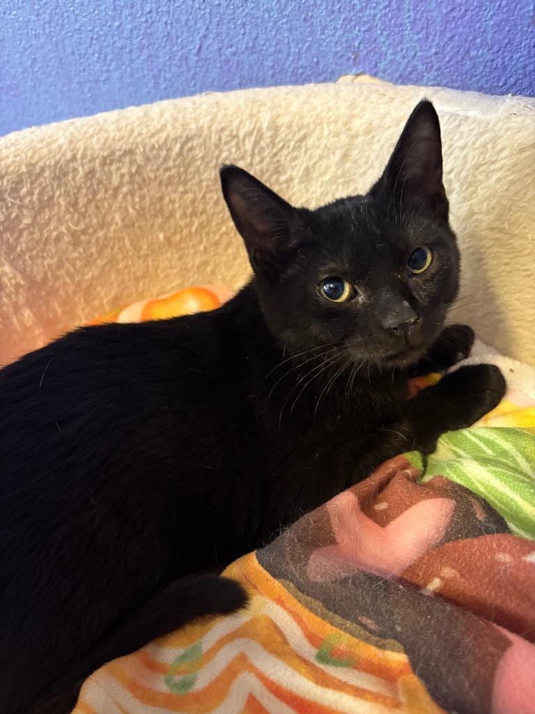 Blackberry, Adoptable, Young Male Domestic Short Hair.