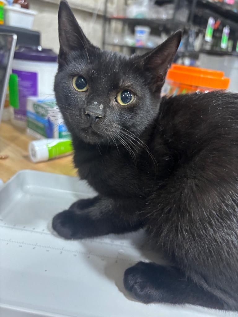 Enlarge Blackberry, a Adoptable mixed breed in Corpus Christi, TX image 2/3