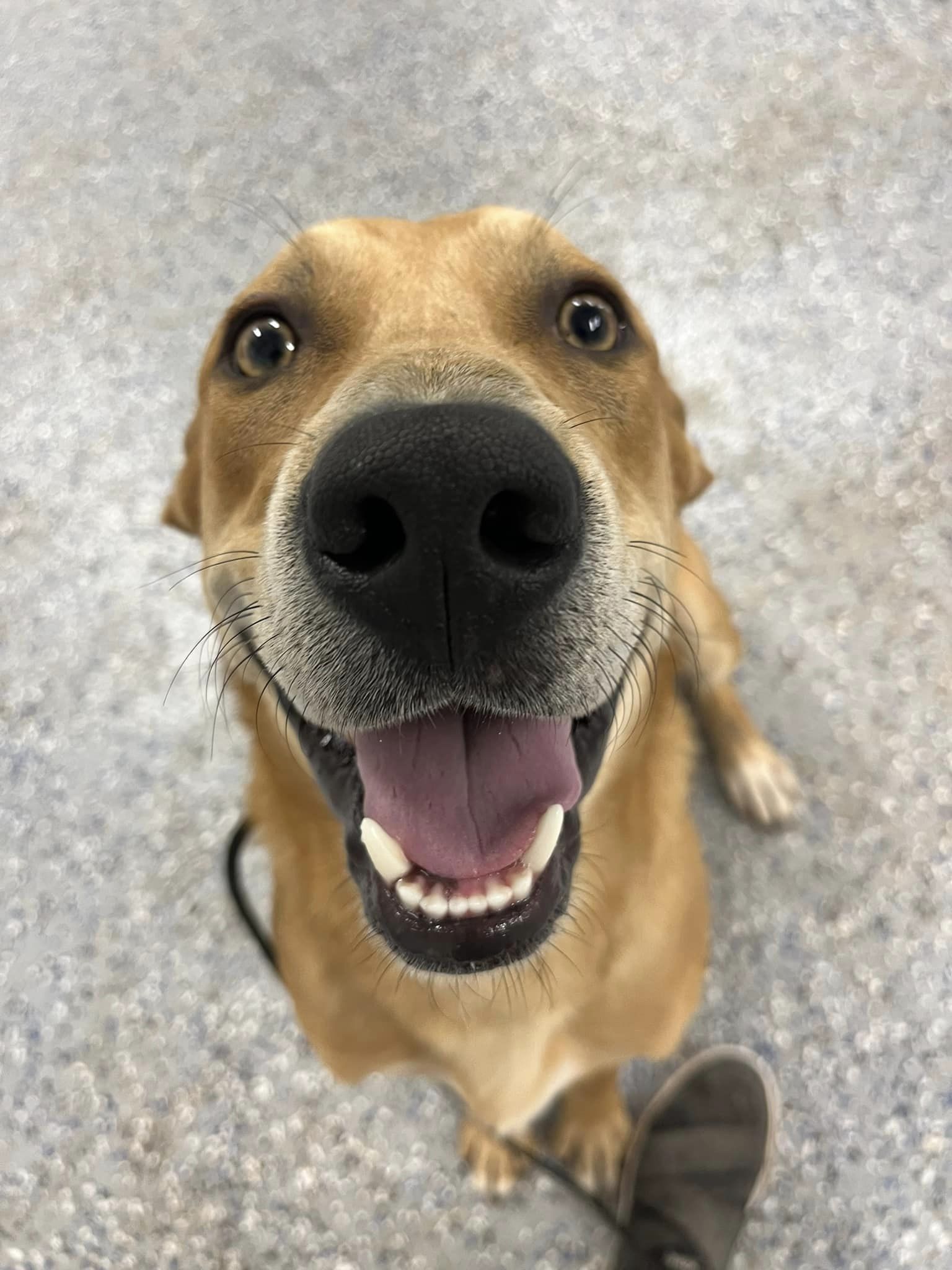 Dog for adoption Cash, an Australian Cattle Dog / Blue Heeler