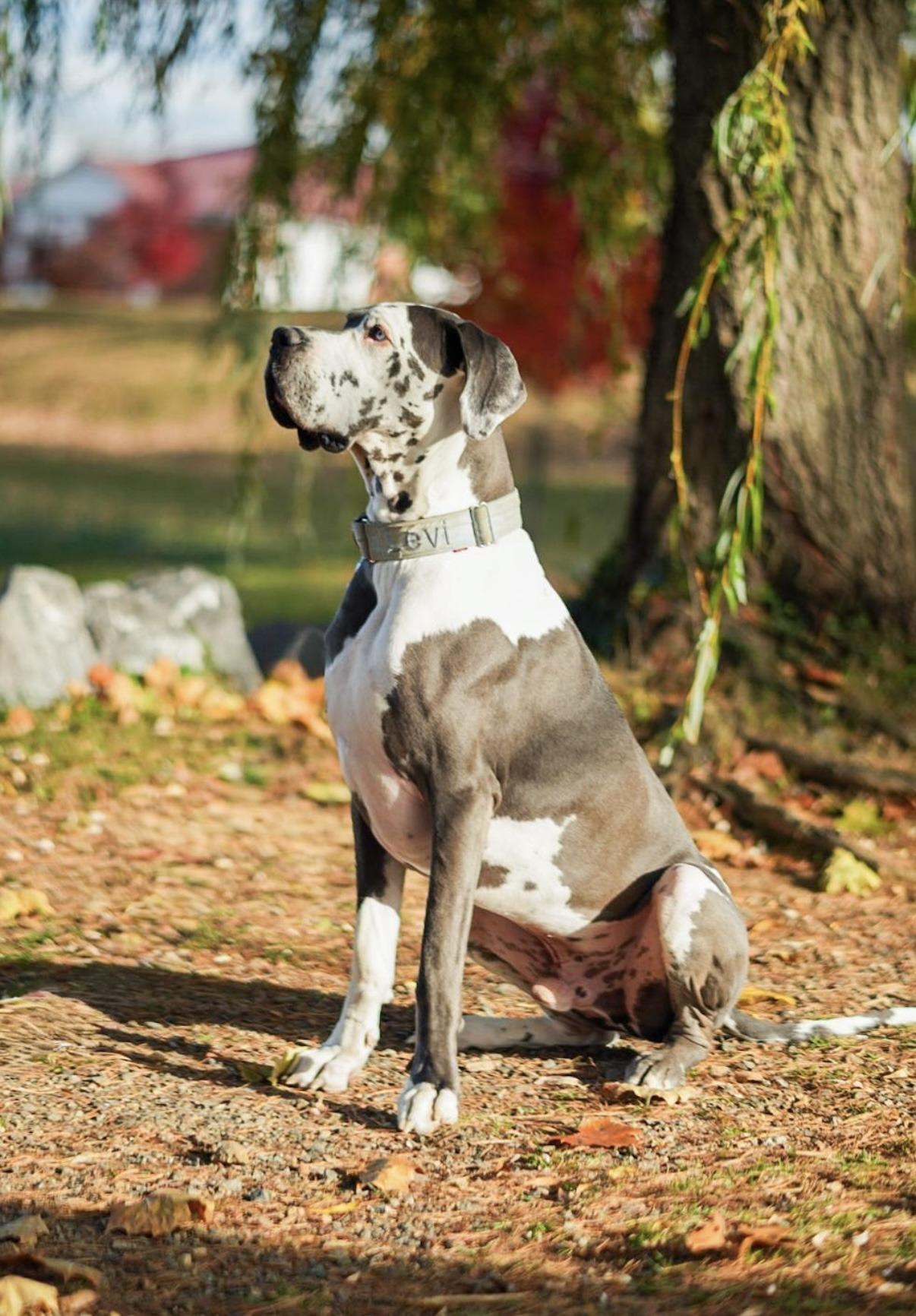 Enlarge Levi - Courtesy Listing, an adopted Great Dane in Woodbridge, VA image 2/3
