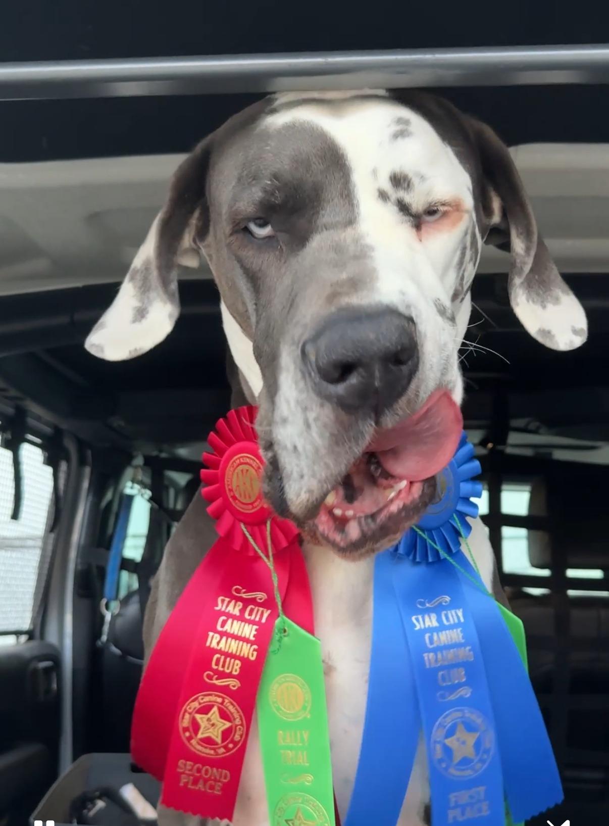 Enlarge Levi - Courtesy Listing, an adopted Great Dane in Woodbridge, VA image 3/3