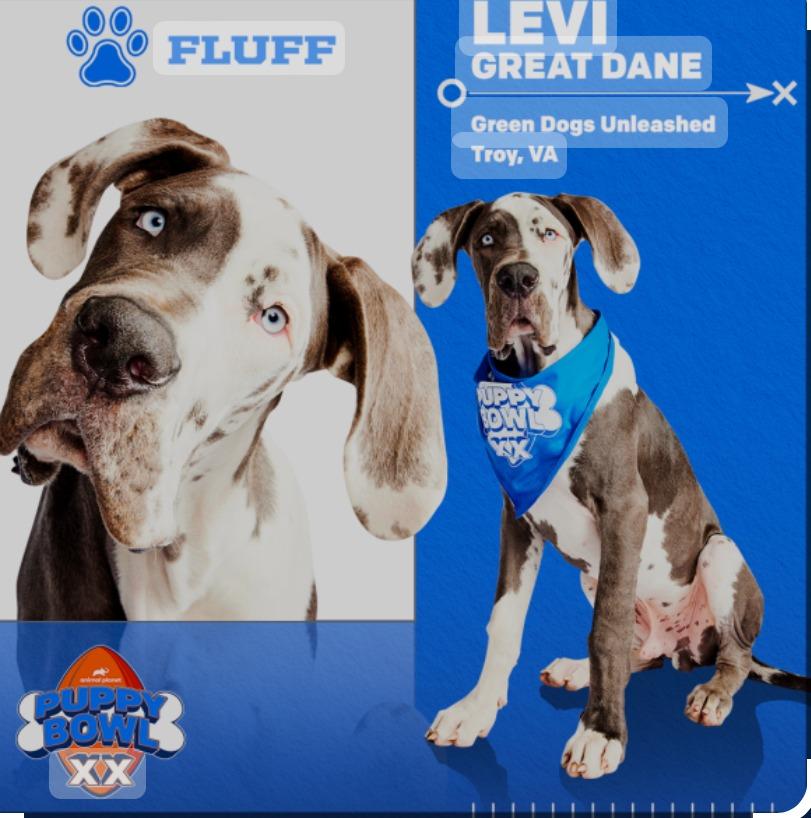Enlarge Levi - Courtesy Listing, an adopted Great Dane in Woodbridge, VA image 1/3