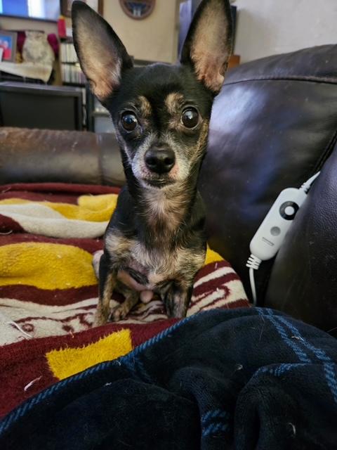 Penny(aka peanut), ADOPTABLE, Adult Female Chihuahua.