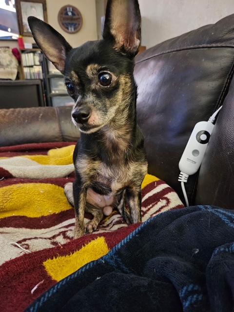 Penny(aka peanut), a ADOPTABLE Chihuahua in Henderson, KY image 3/3