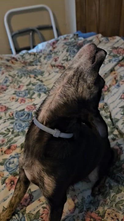 Enlarge Penny(aka peanut), a ADOPTABLE Chihuahua in Henderson, KY video 1/3