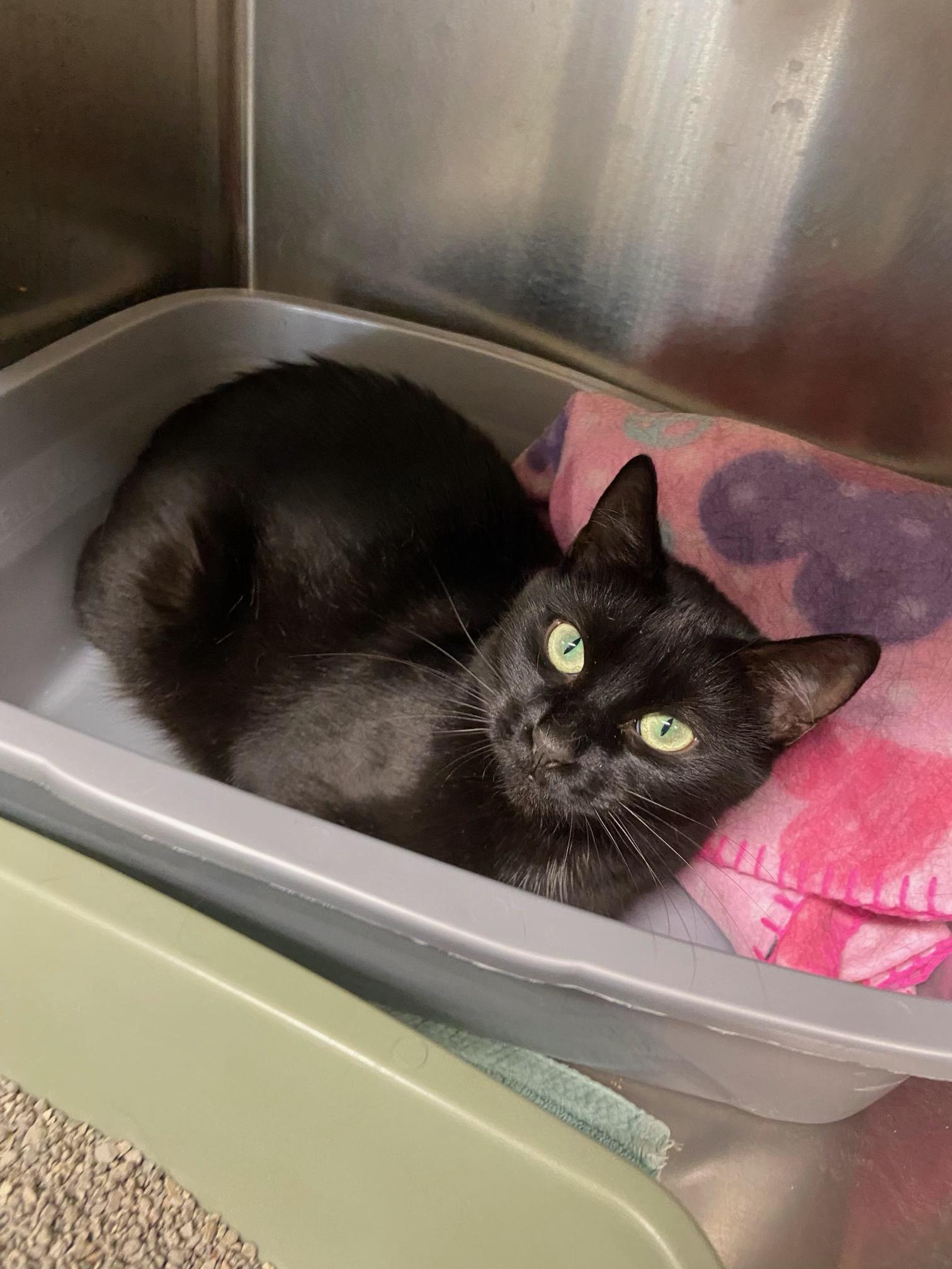 Enlarge Velvet, a Adoptable Domestic Short Hair in Warwick, RI image 2/4