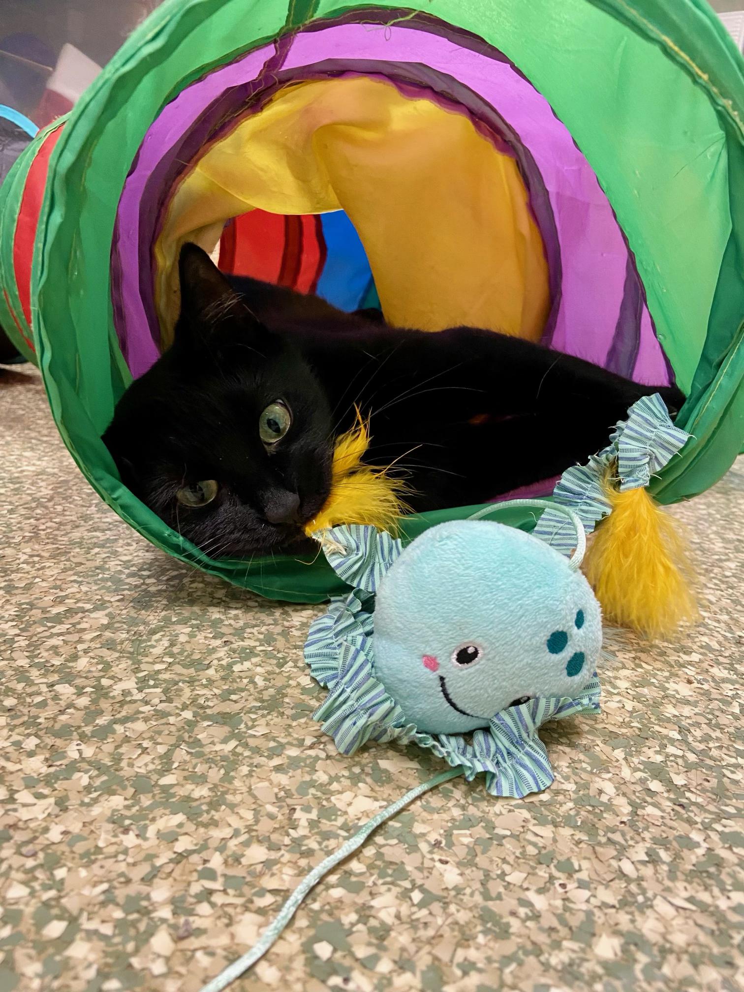 Enlarge Velvet, a Adoptable Domestic Short Hair in Warwick, RI image 4/4